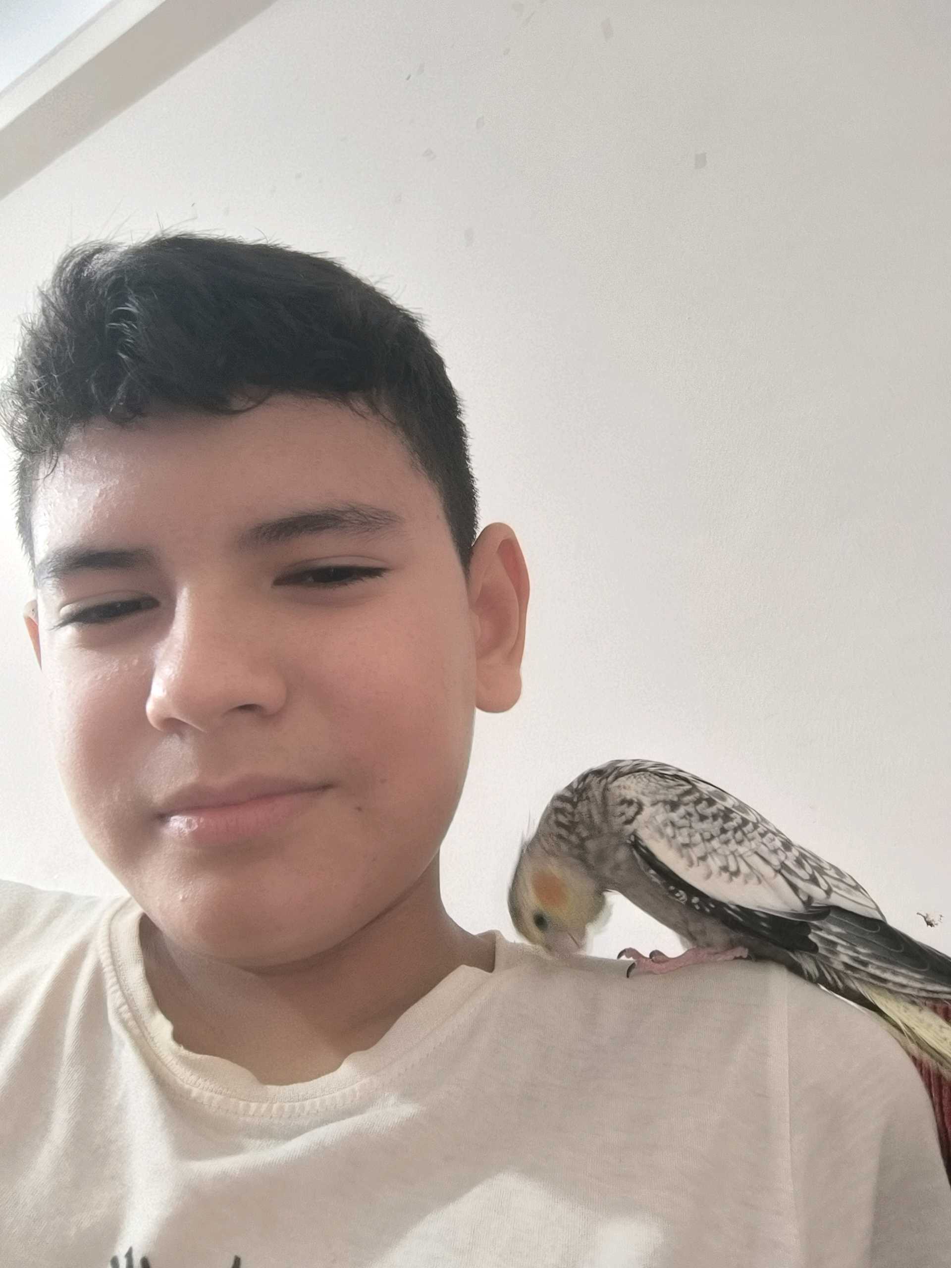 Sultan papağanı kayıp 5536843488