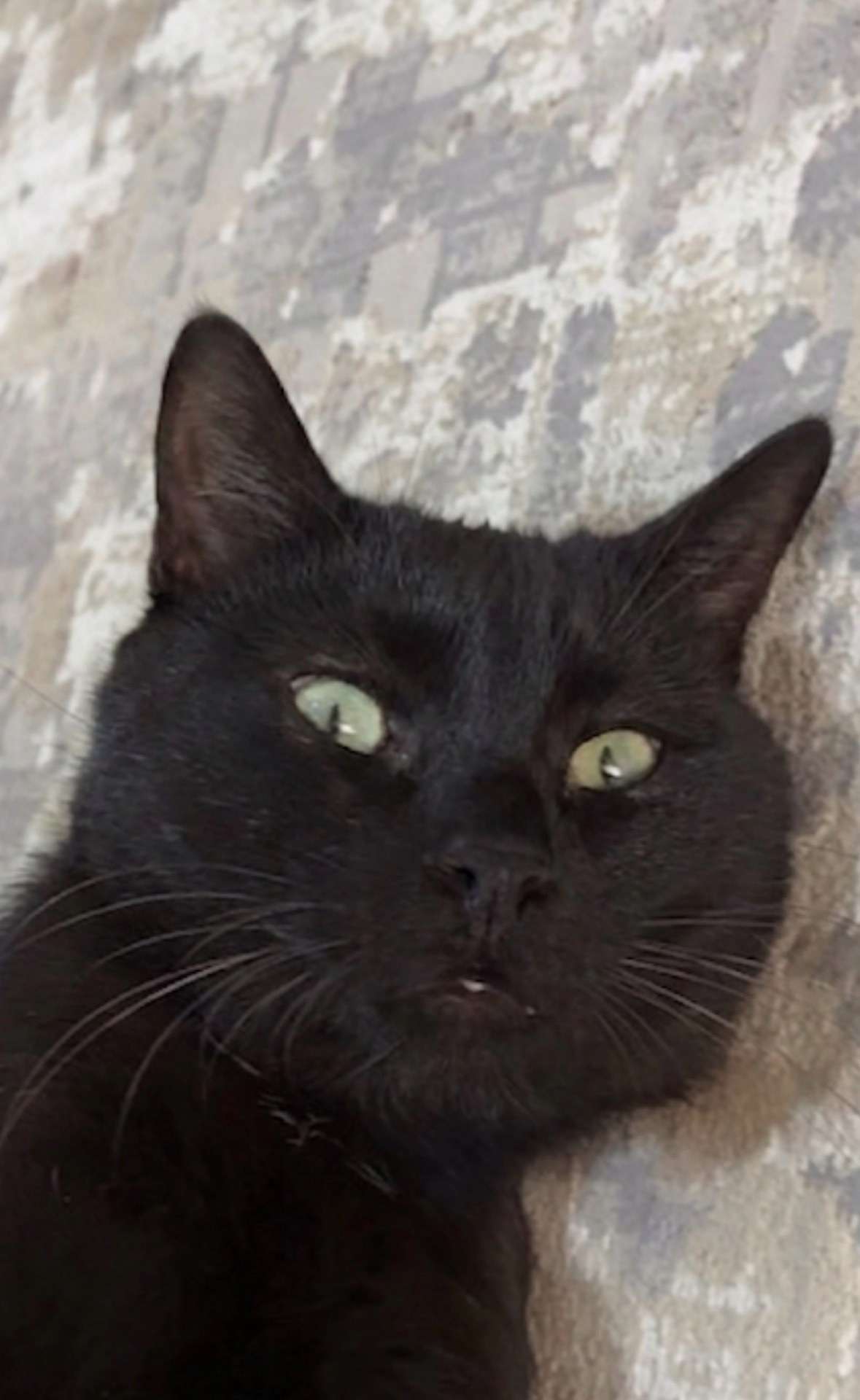 Kayıp kedi-Gaziantep şehitkamil-Sarıgüllük