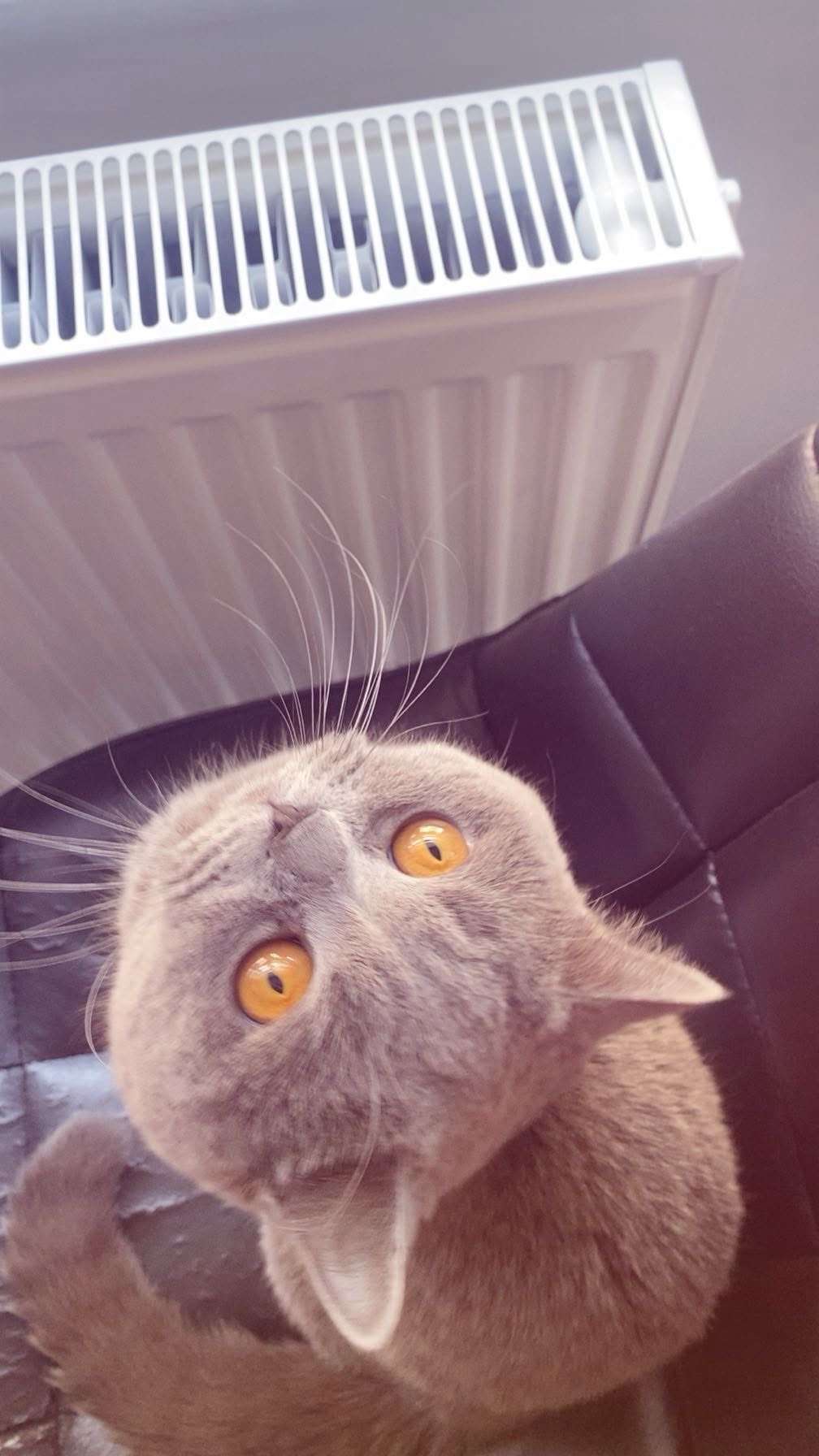 Kayı kedi