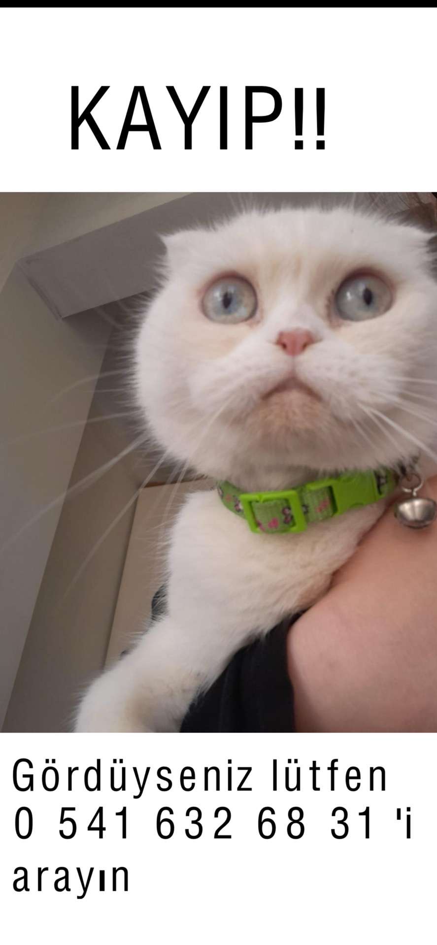 Kayıp kedi