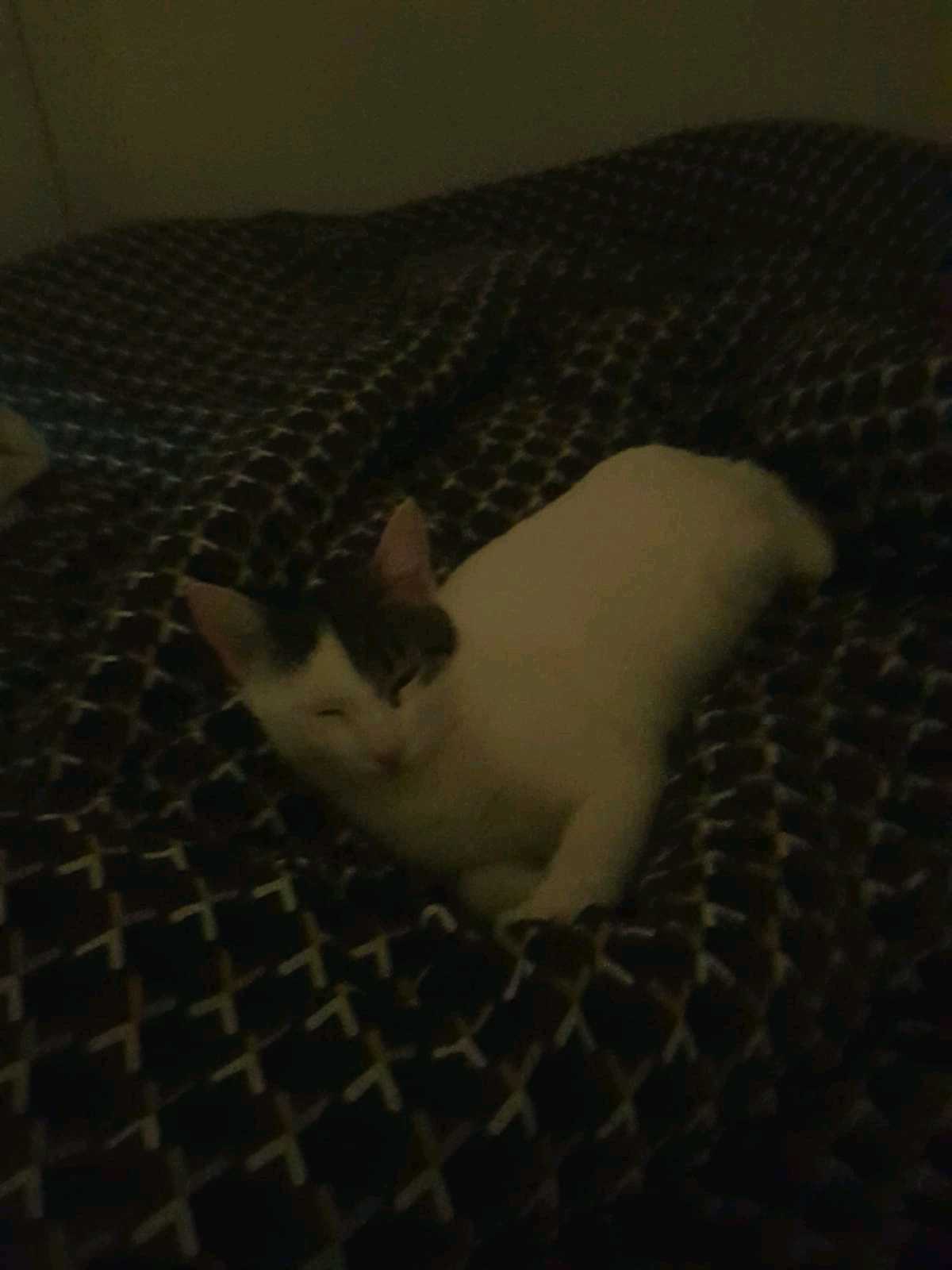 kayıp kedi