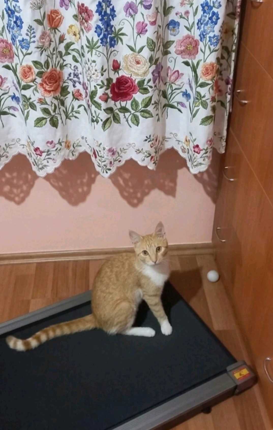 Kayıp Küçükyalı/maltepe
