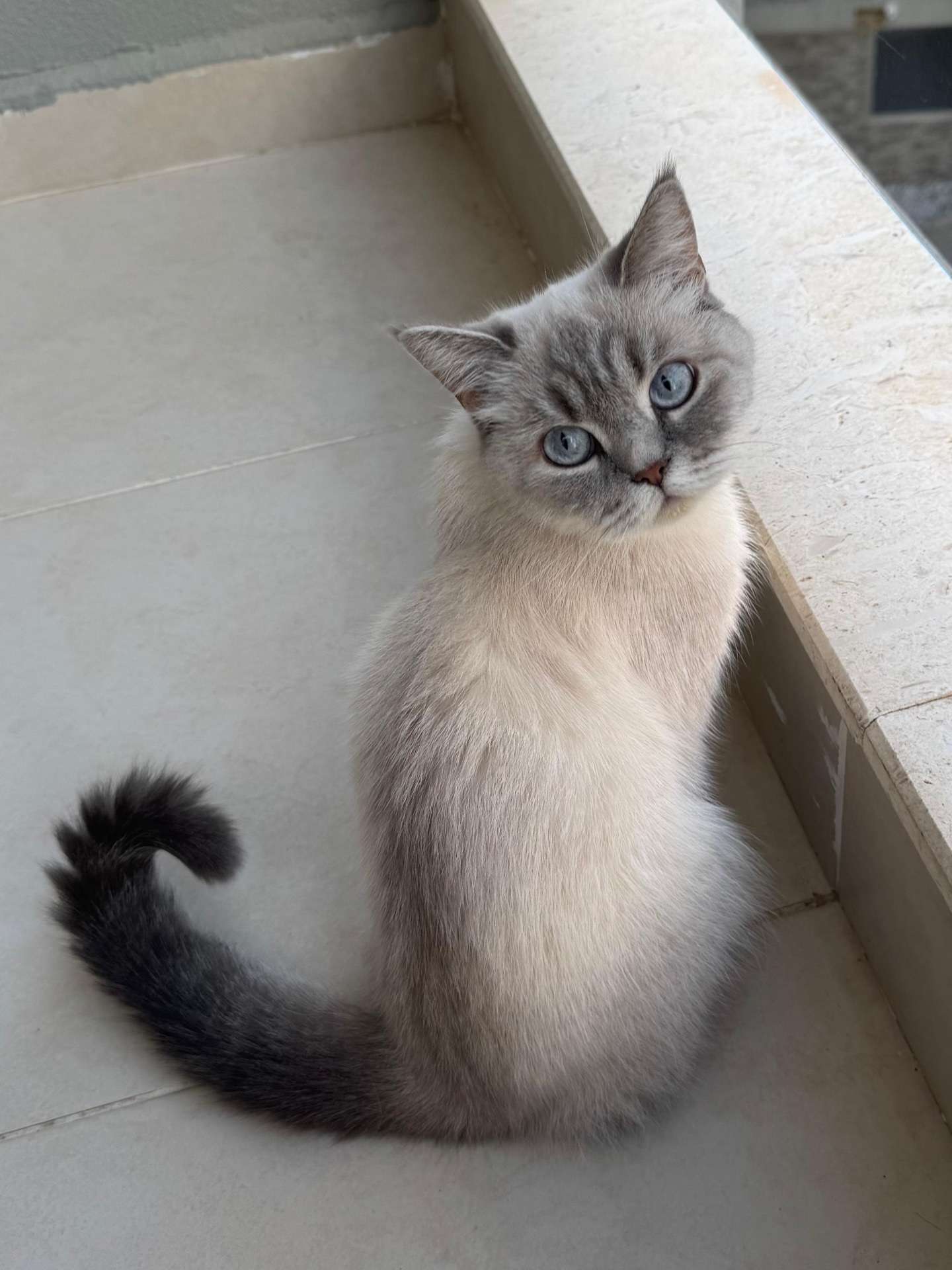 KAYIP ANTALYADA KEDİ