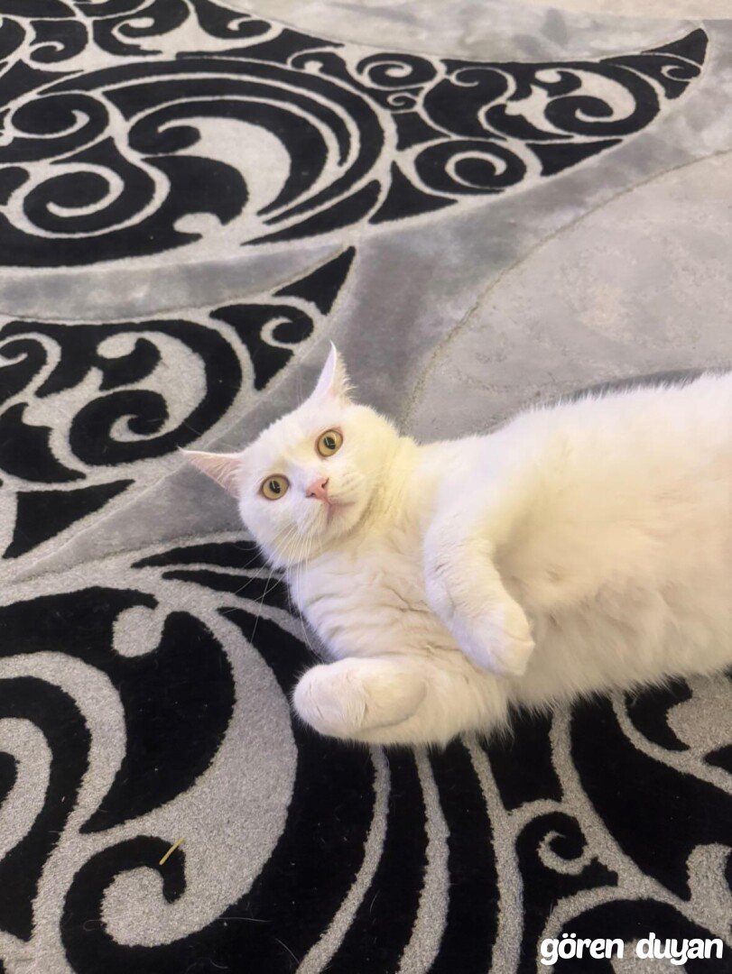 Kayıp british shorthair bursa yıldırım akçağlayan toki