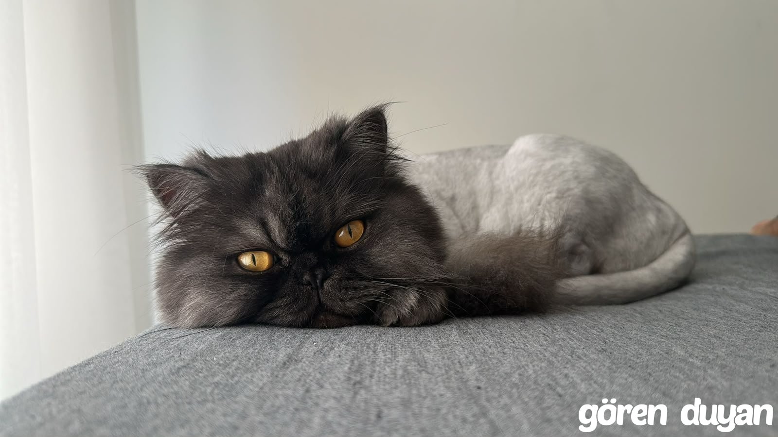 Kayıp Kedi - Çiftlikönü Mah. Süleymanpaşa
