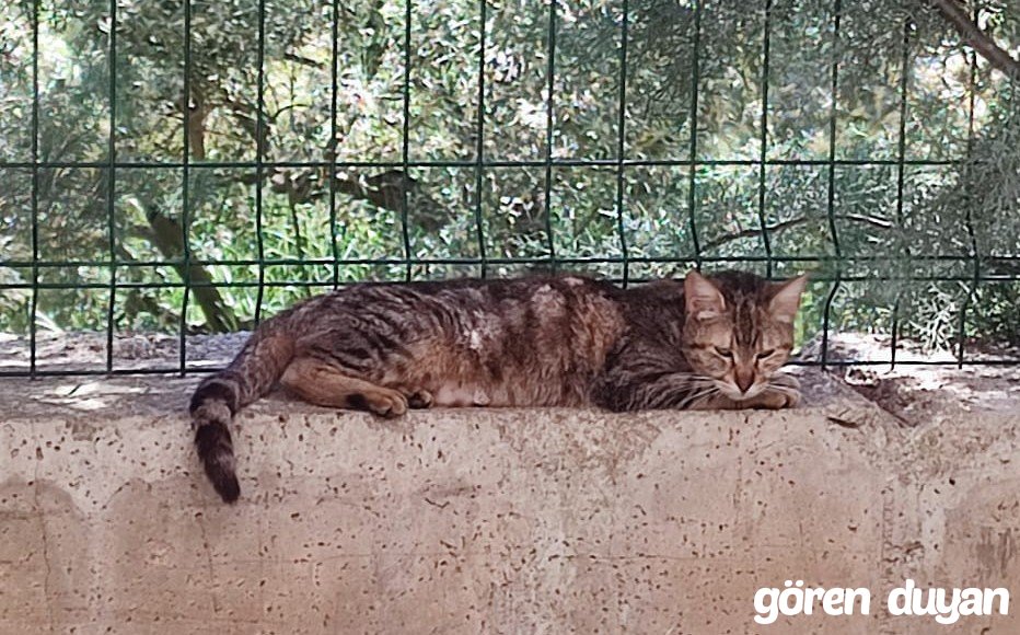 KAYIP KEDİ - MUDANYA