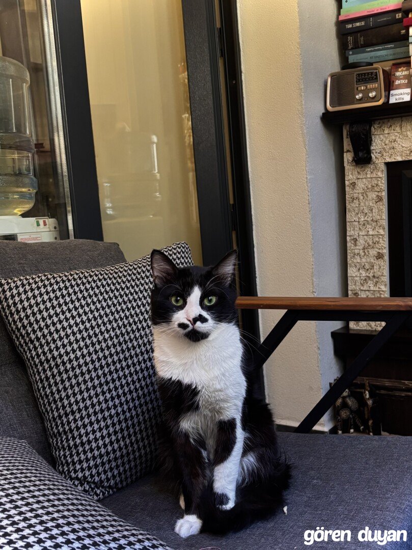 kayıp kedi - sultanbeyli