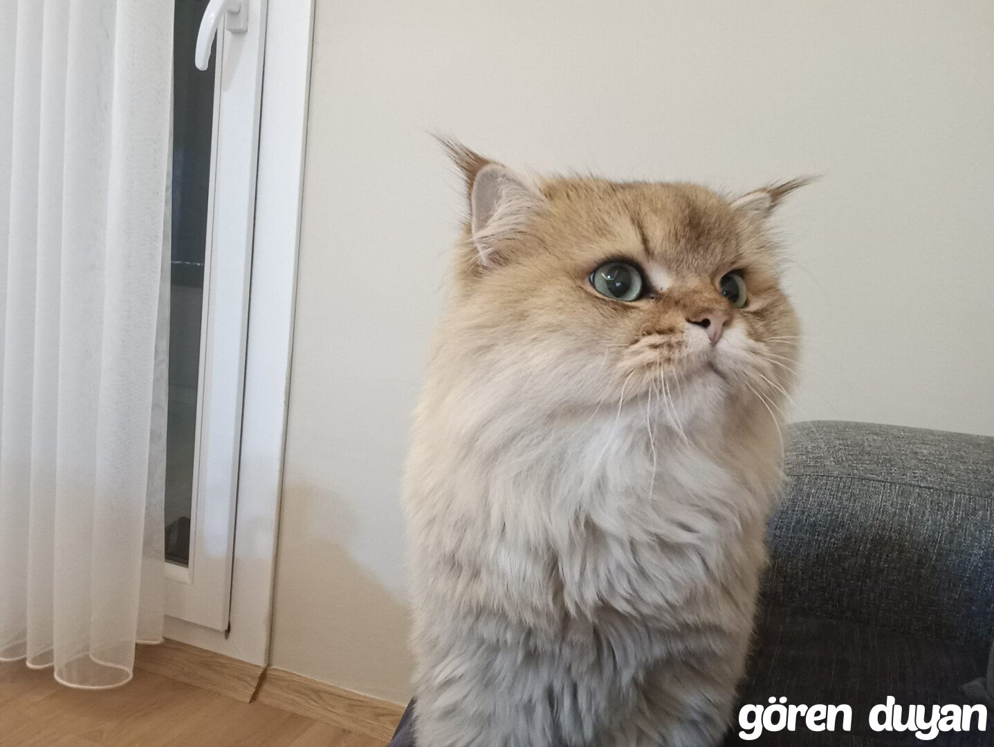 Kayıp kedi -Samsun/Canik