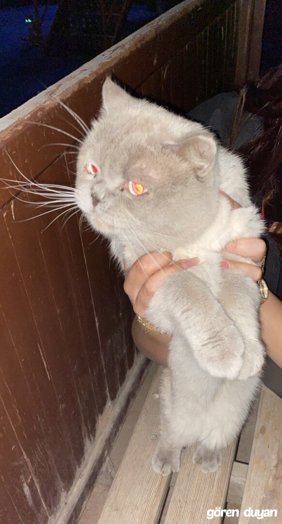 Kayıp kedi-aksaray