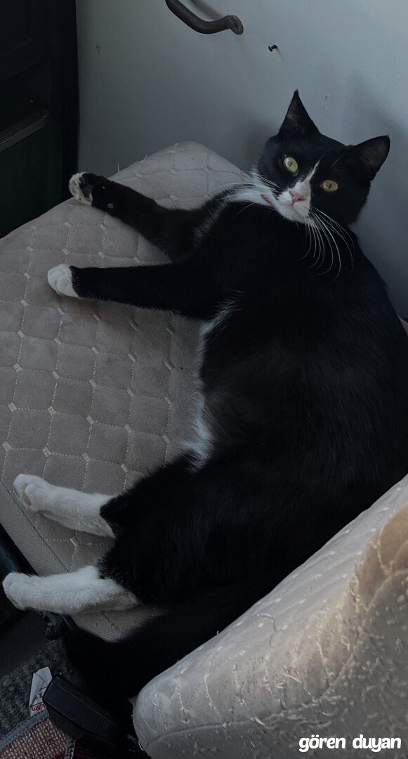 Kayıp Kedi - Manavgat Sorgun Mah.
