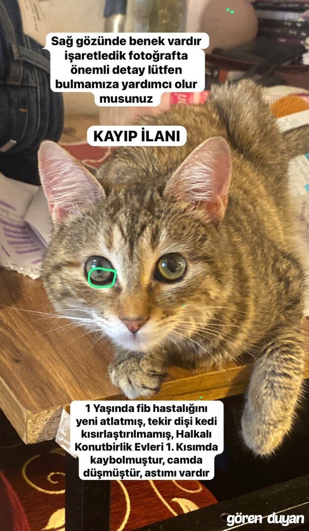 Kayıp kedi-halkalı