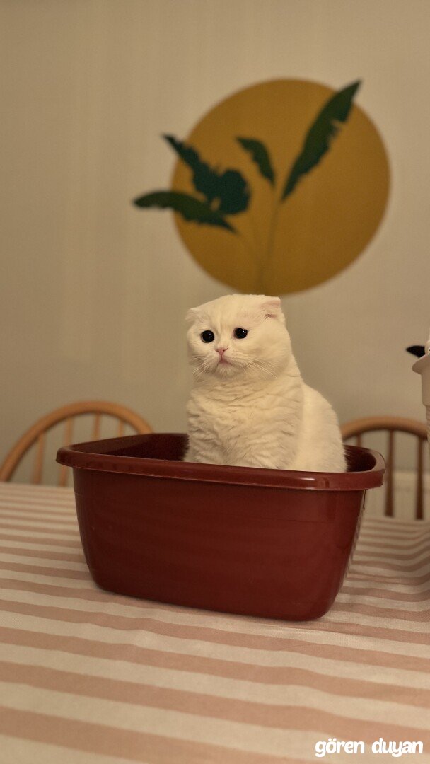 Kayıp kedi çatalca karacaköy