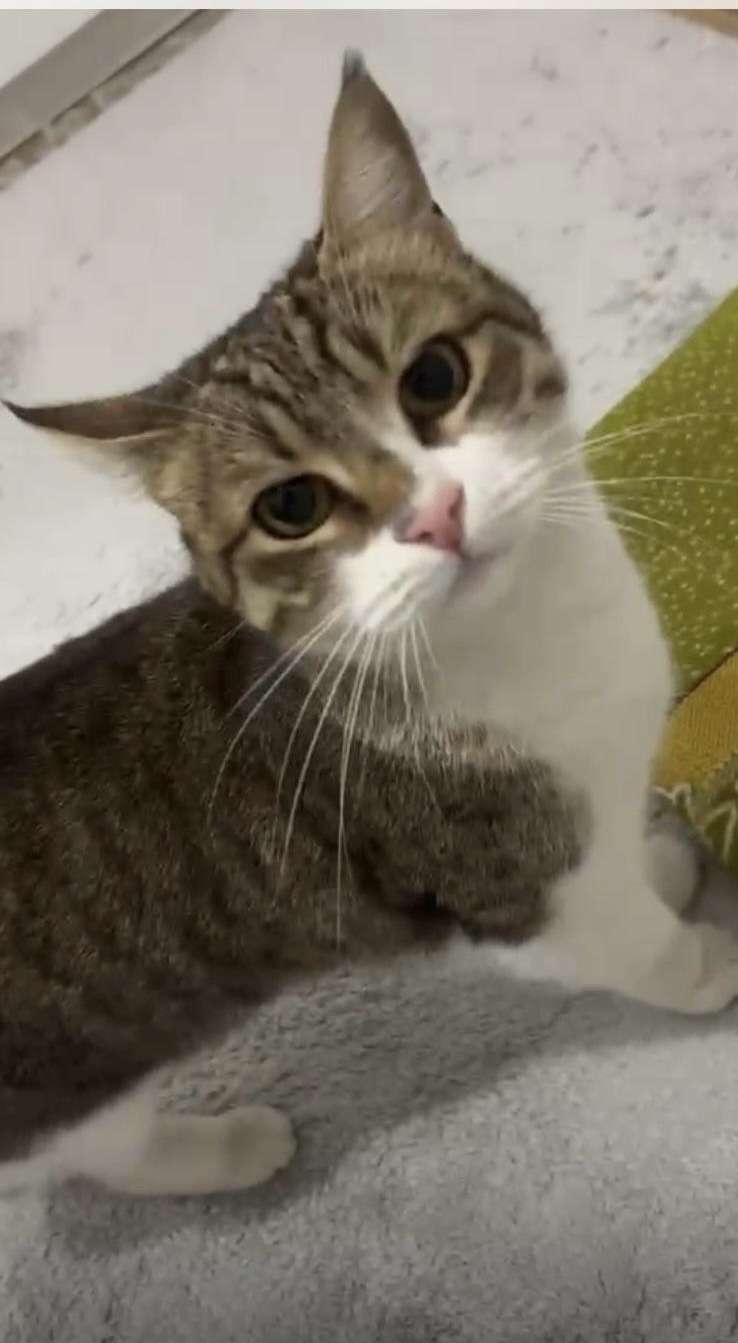 5 Bin TL Ödüllü Kayıp Kedi- Eyüp- Emniyettepe