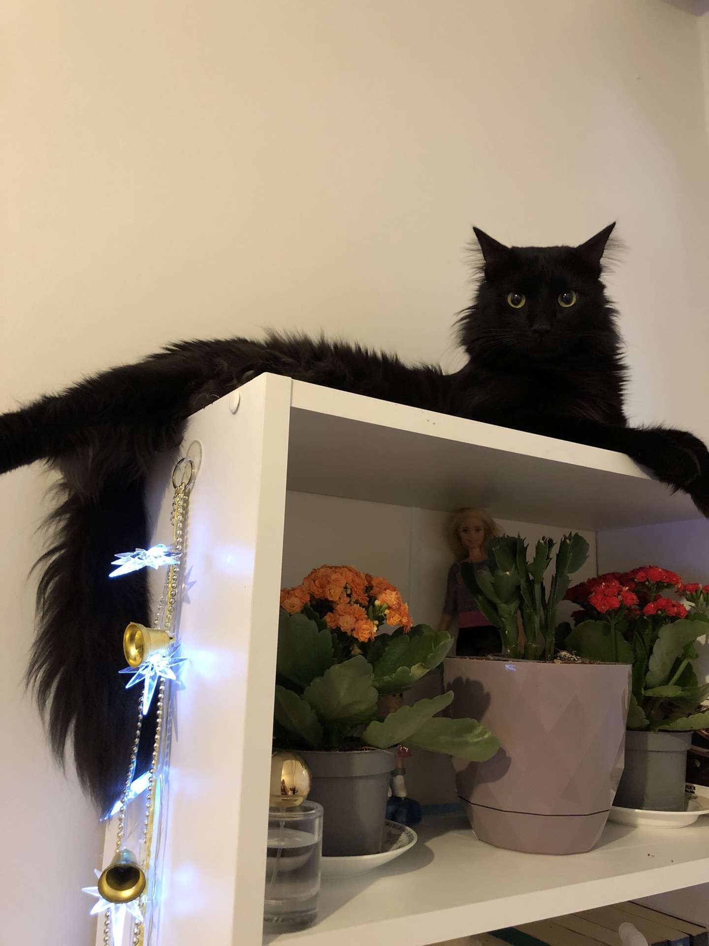 Kayıp Kedi Üzüm-Üsküdar-ÖDÜLLÜ-10.000TL