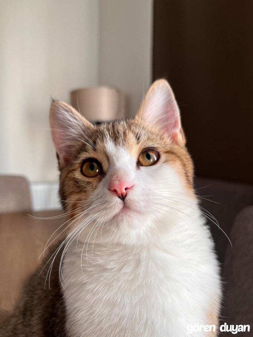 Kayıp kedi Thor - İstanbul - Firuzköy