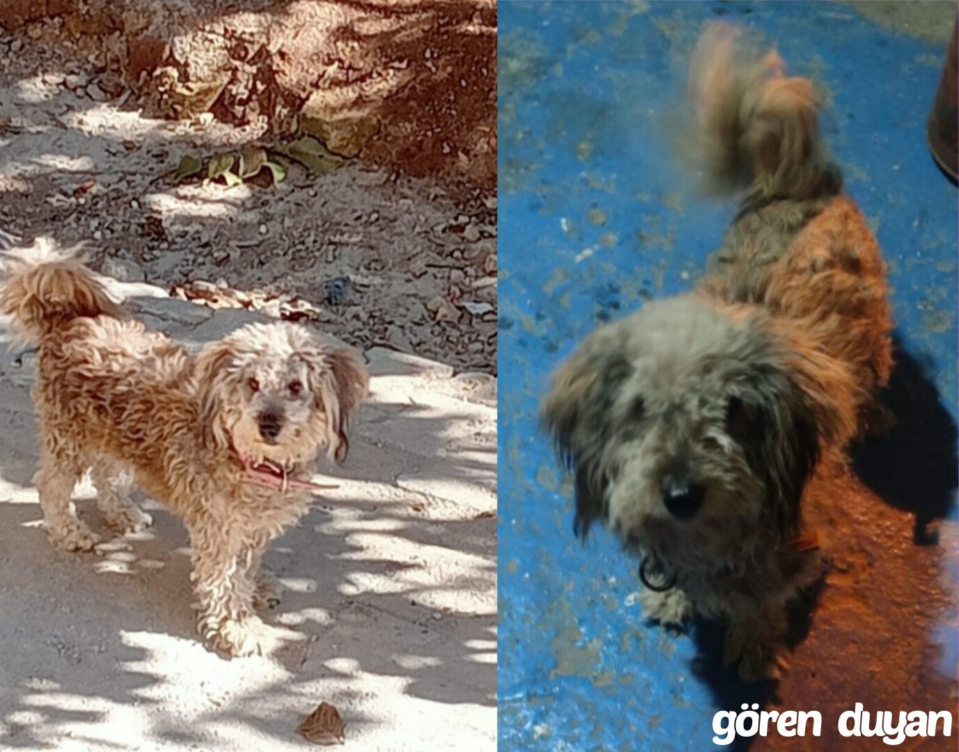 Antalya Kepez göçerler s.k.  5318mahallesi kayıp köpek ilanı