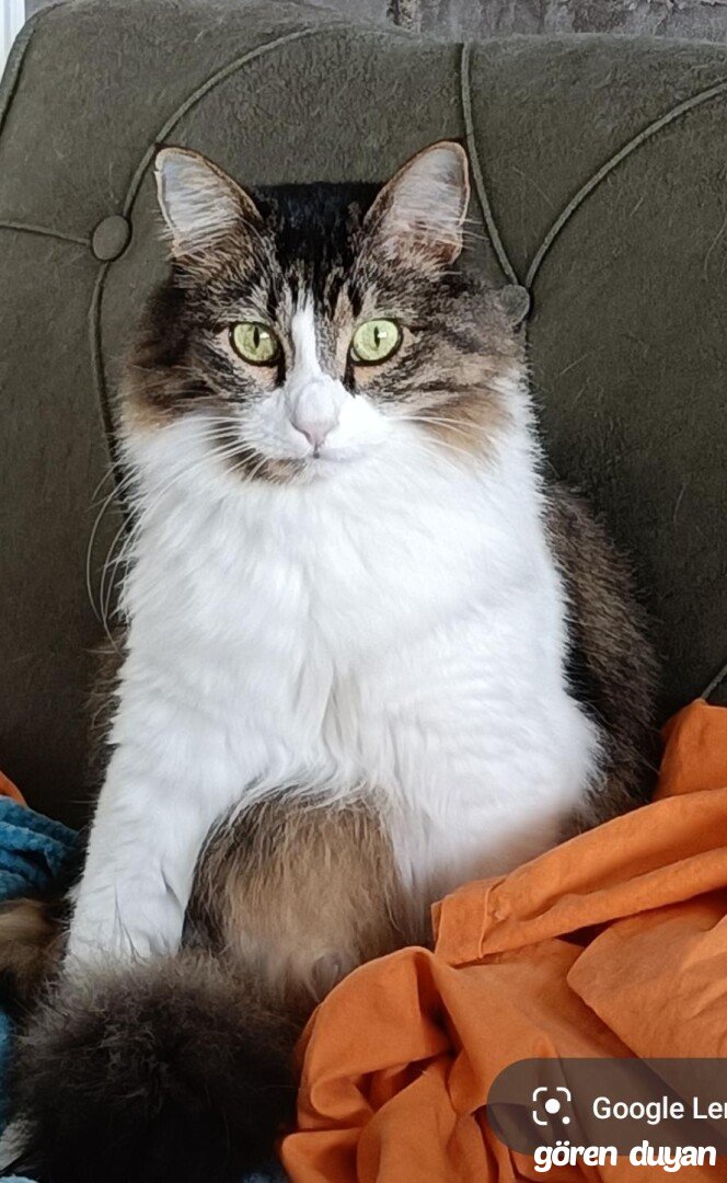 Kayıp Kedi - Düzce Kalıcı Konutlar