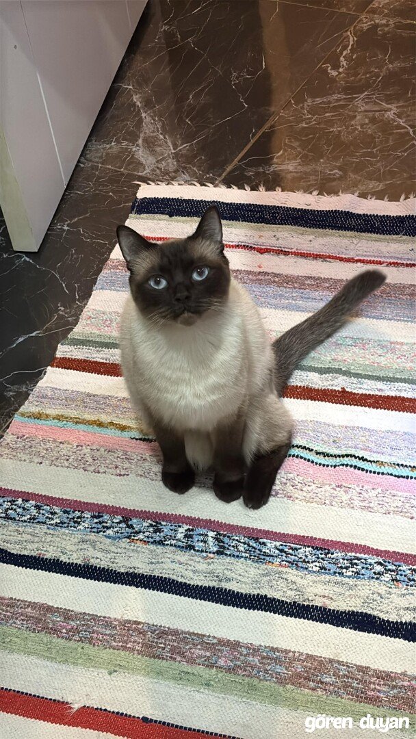 KAYIP KEDİ - İSTANBUL / KÜÇÜKÇEKMECE