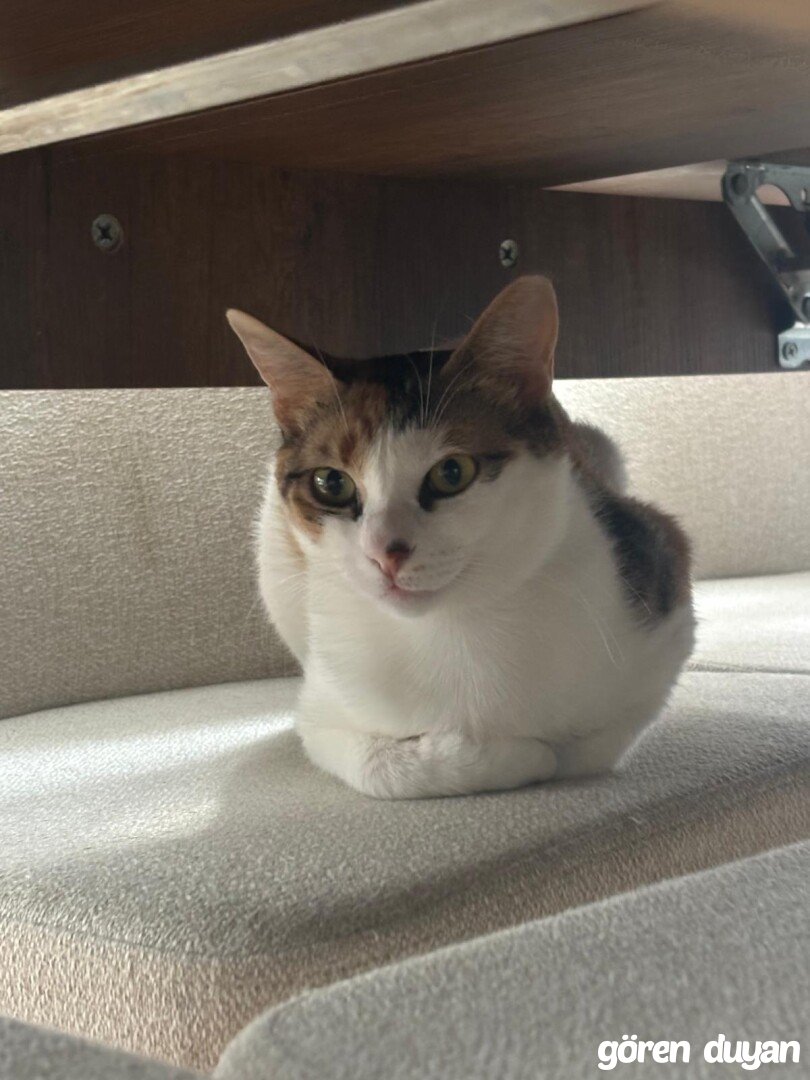 Kayıp kedi-Küçükbakkalköy
