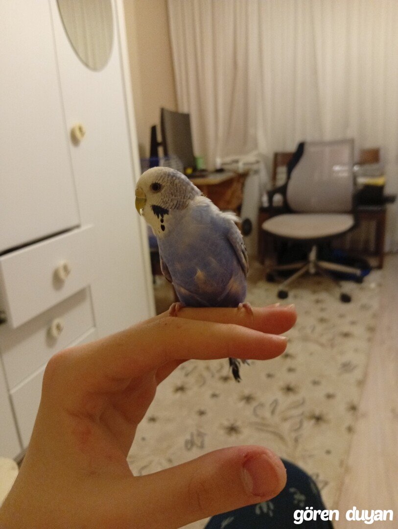 Kayıp Mavi Muhabbet Kuşu
