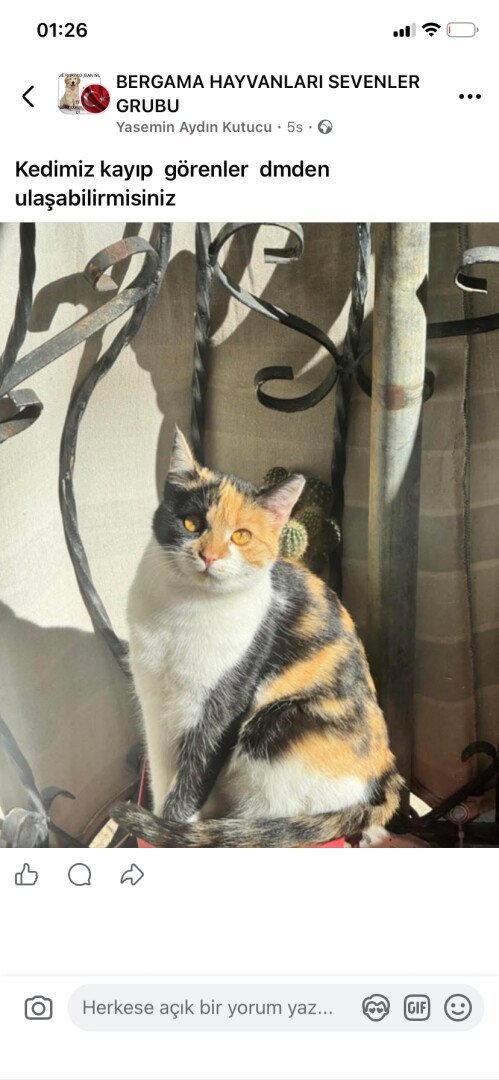 Bergama kayıp kedi