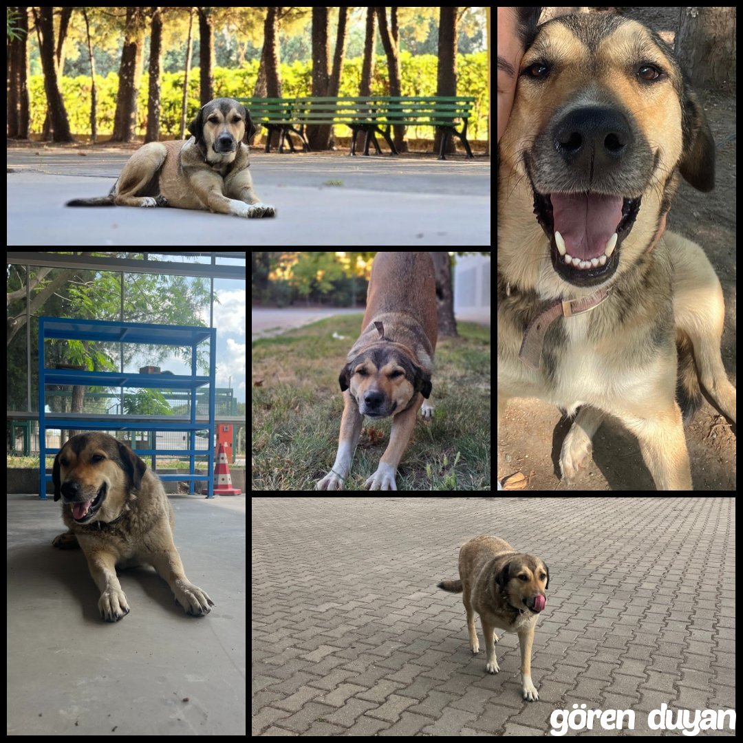 MANİSA KAYIP CAN DOSTUMUZ CARAMIO 🐾
