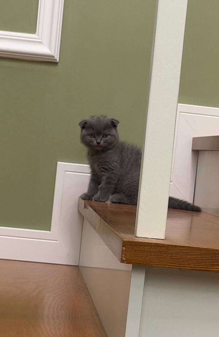 Paşamız kayboldu, erkek kedi