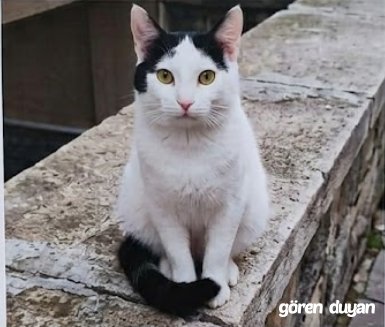Kayıp Kedi- Eyüp Çeltik