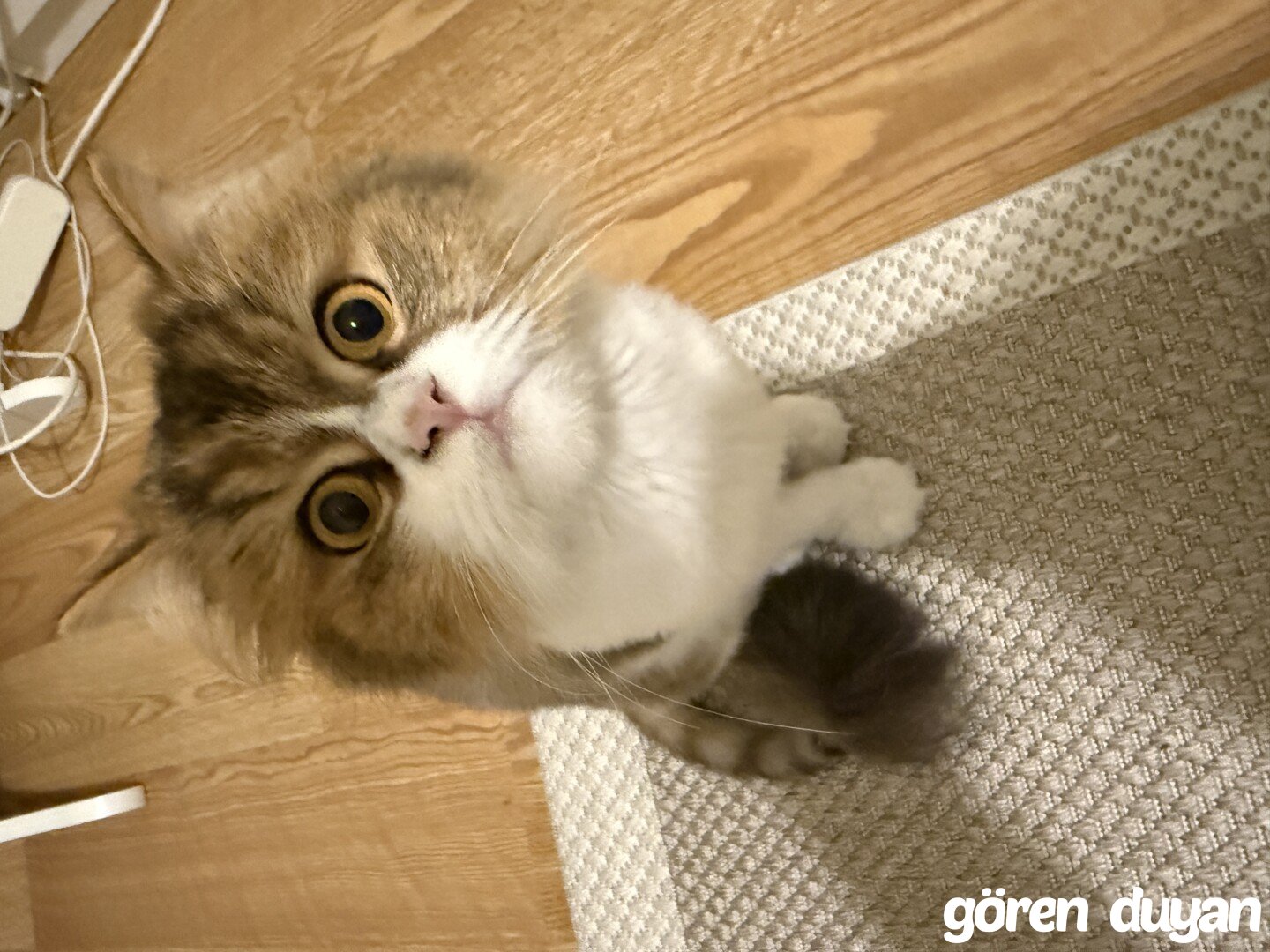 Kayıp kedi ümraniye şerifali