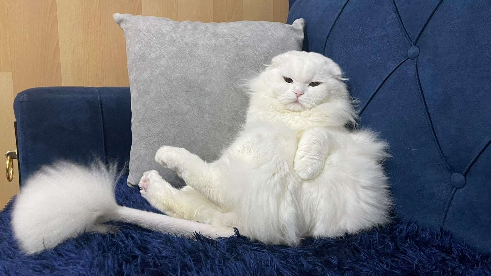 Kayıp kedi