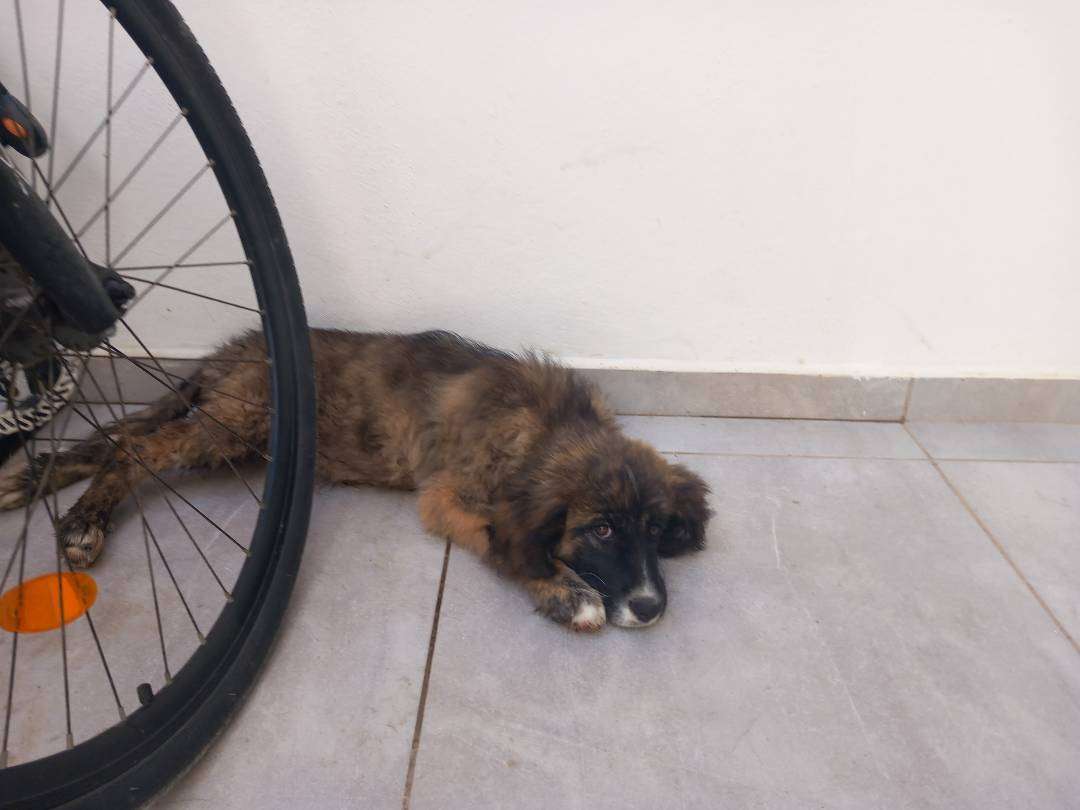 Avsallar'da kayıp köpek