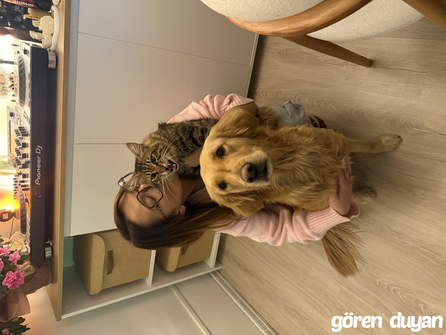 Kayip kopek golden retriever Tarabya