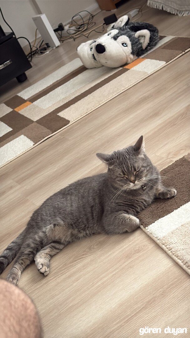 Kayıp kedi Avcılar Gümüşpala