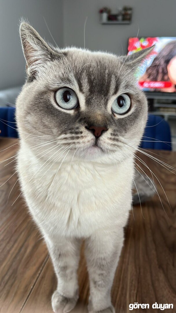 Kayıp Kedi -Darıca Kocaeli
