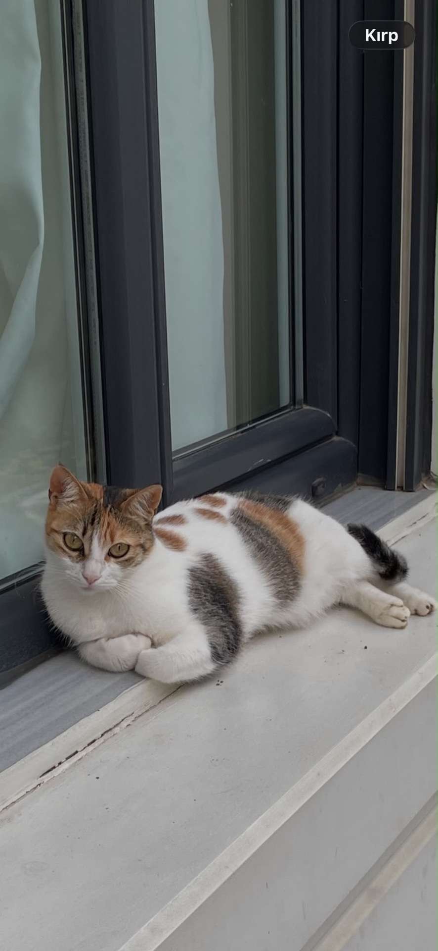 KAYIP KEDİ-BULUNDU