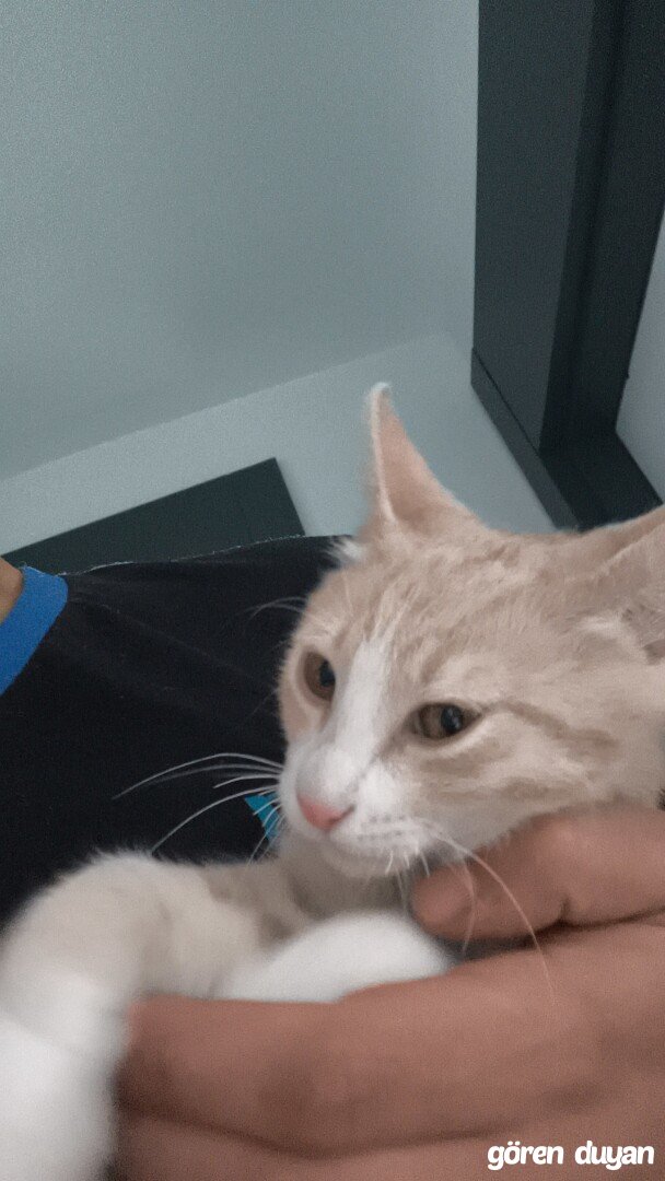 Kayıp Kedi Ankara Vera Star