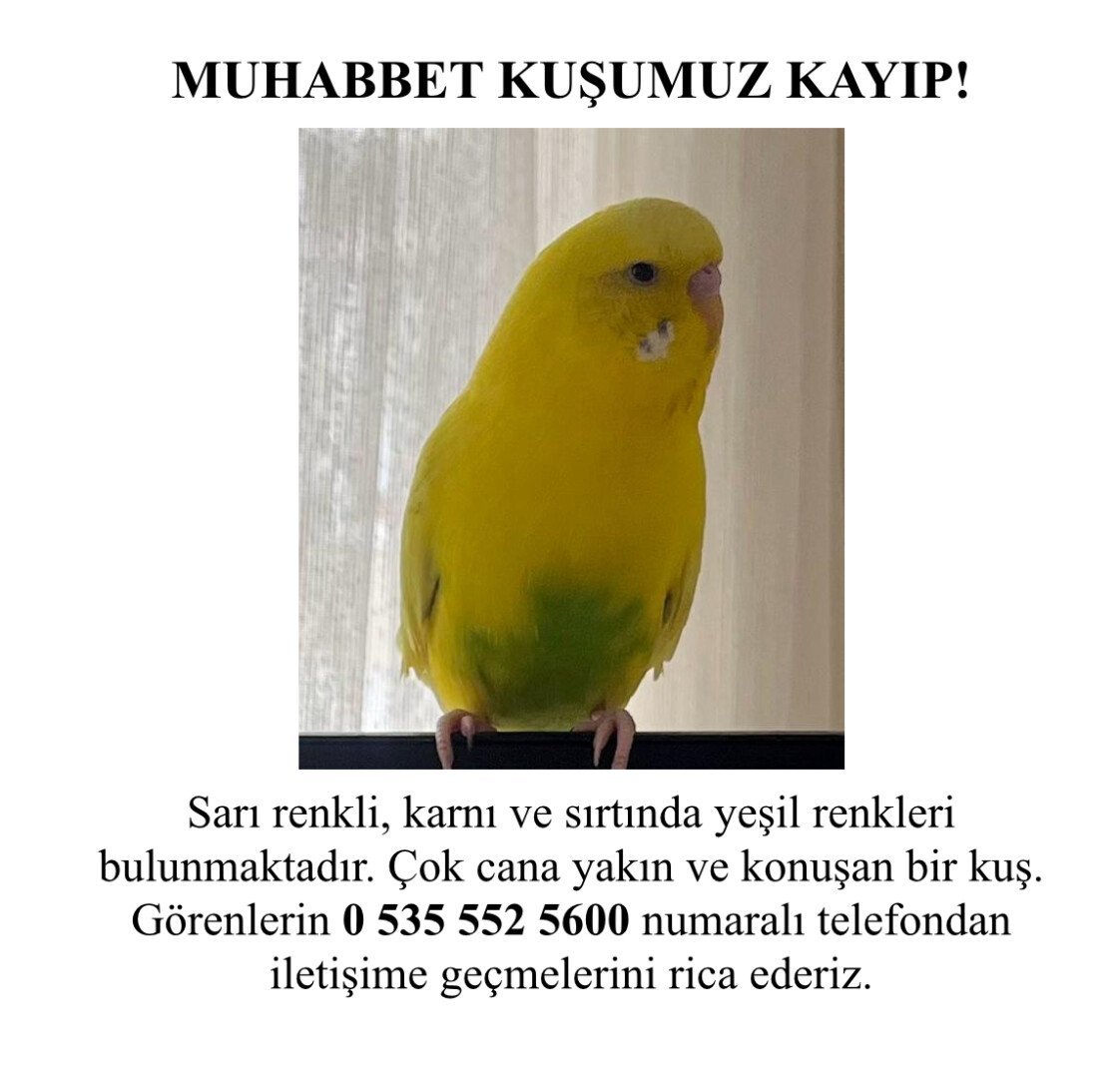 Kayıp Muhabbet Kuşu