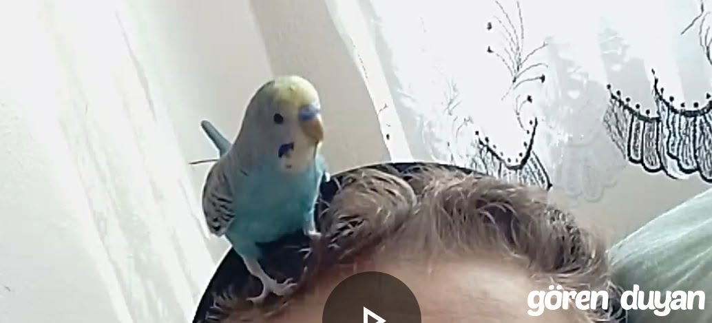 MAVİŞ
