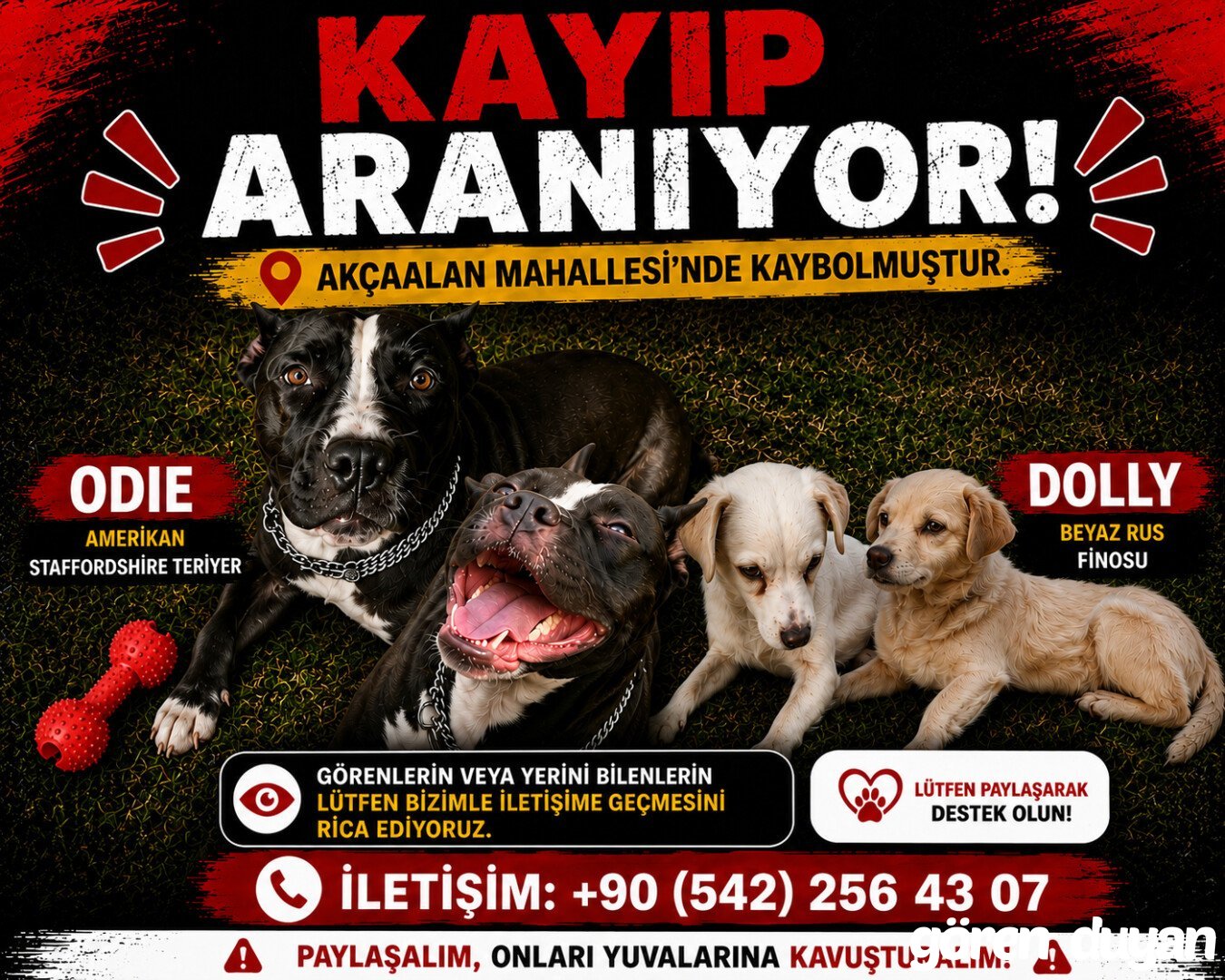 Bodrum Turgutreis kayıp köpekler