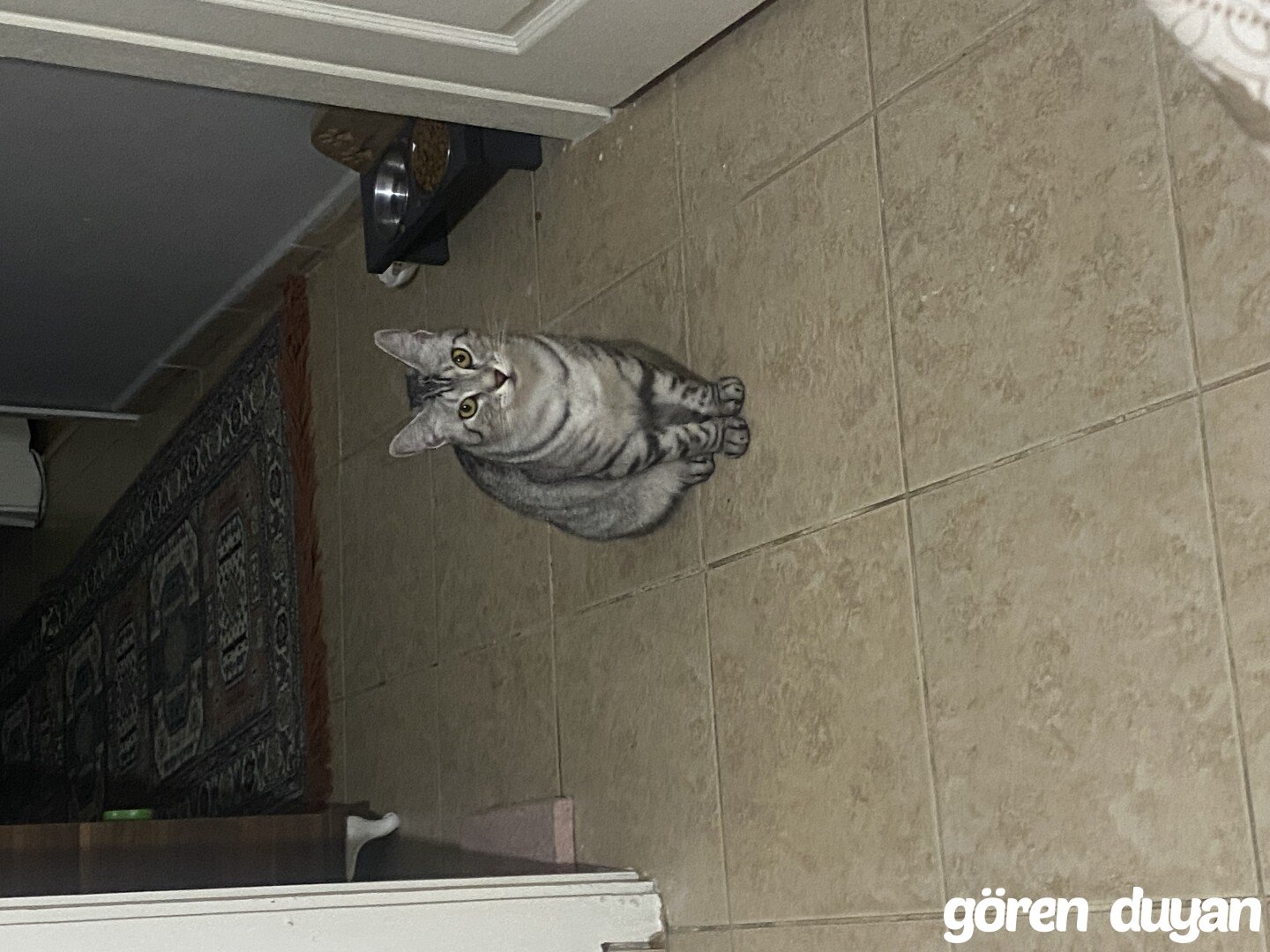 Kayıp Kedi (12.07.2026)