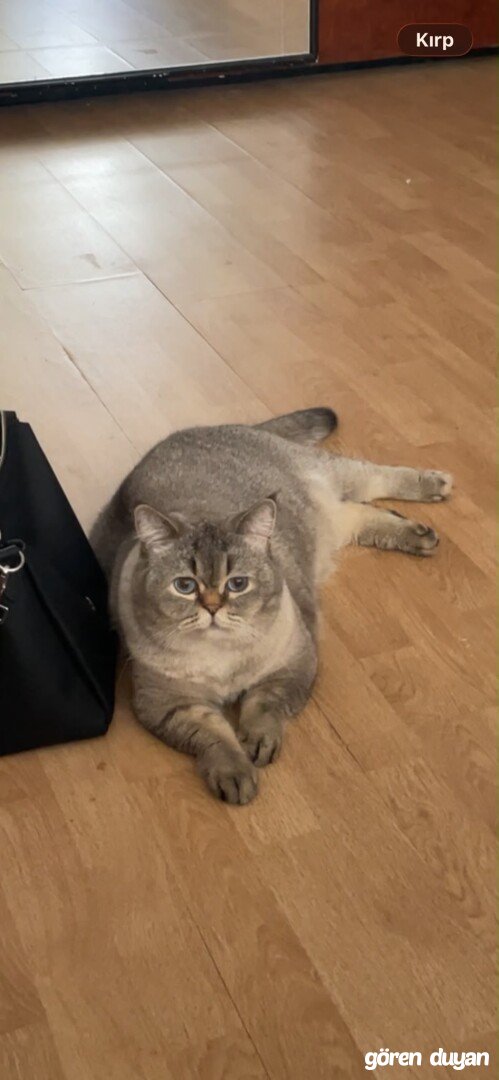Kayıp Kedi - Çankaya