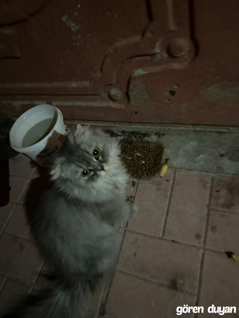 KAYIP KEDİ MERSİN MEZİTLİ SAHİBİ ARANIYOR