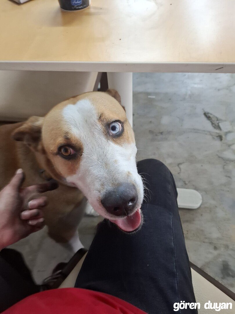 kayıp köpek