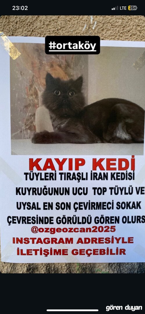 Kayıp Kedi (13.07.2026)