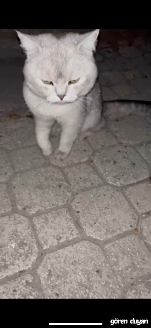 Sahibi Aranıyor: Kedi (15.07.2026)