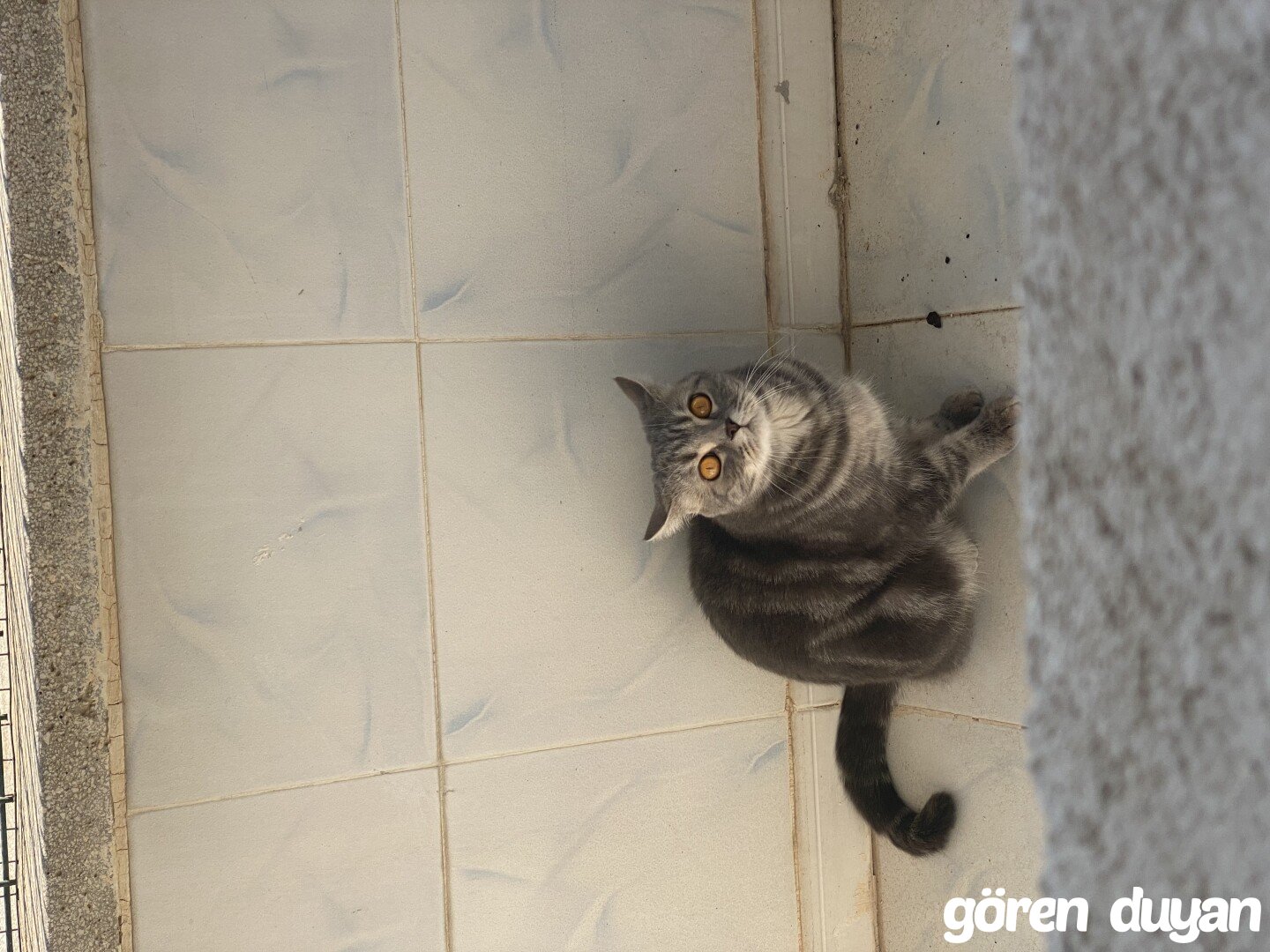 kayıp kedi