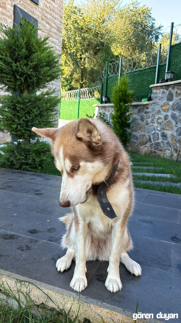 Kayıp köpek_şile