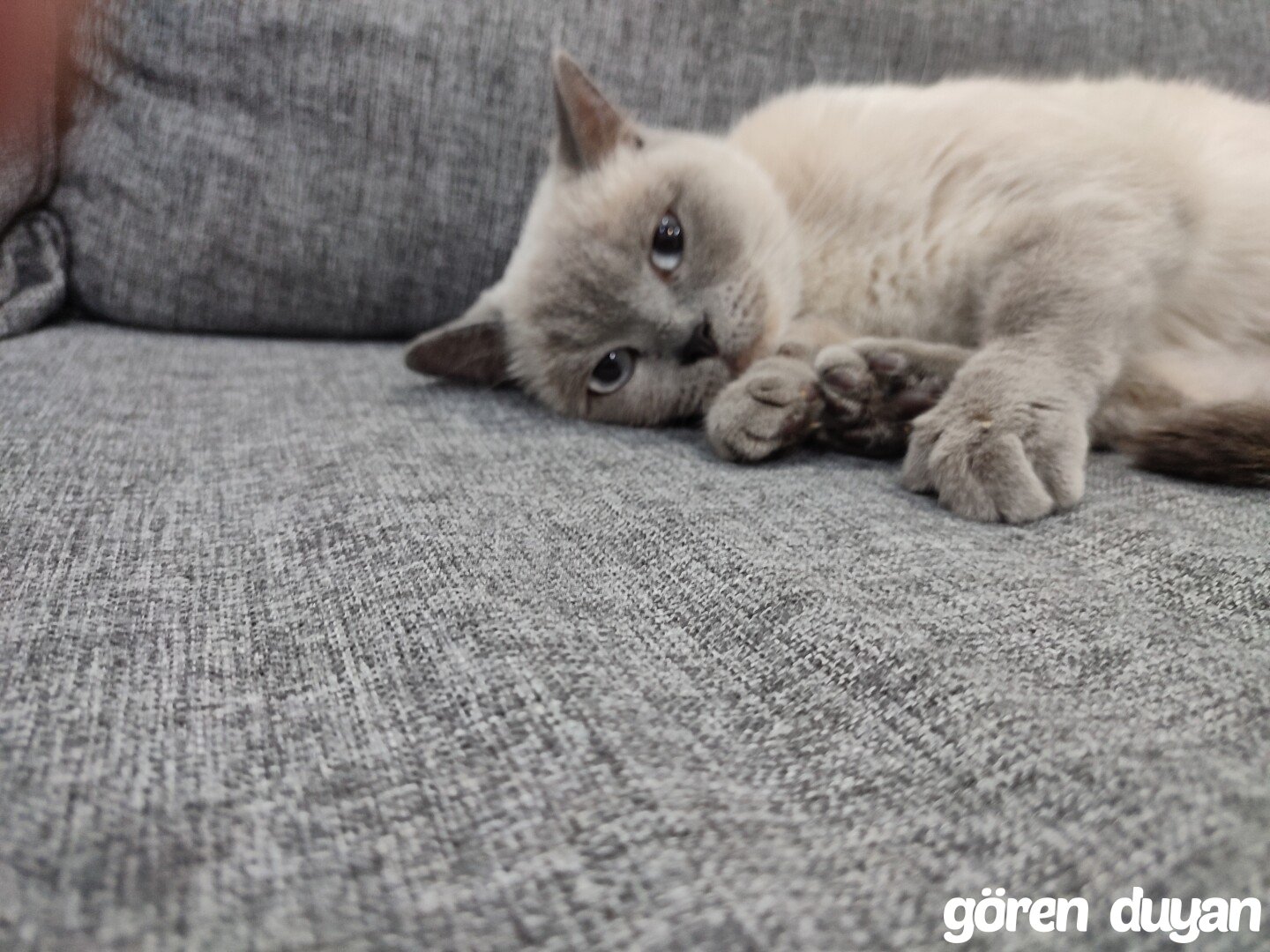 Kedi bulduk. Eskişehir