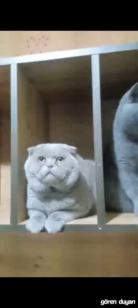 Kayıp kedı !!! 5 yaşında, erkek Scottish Fold cinsi kedi!!!
