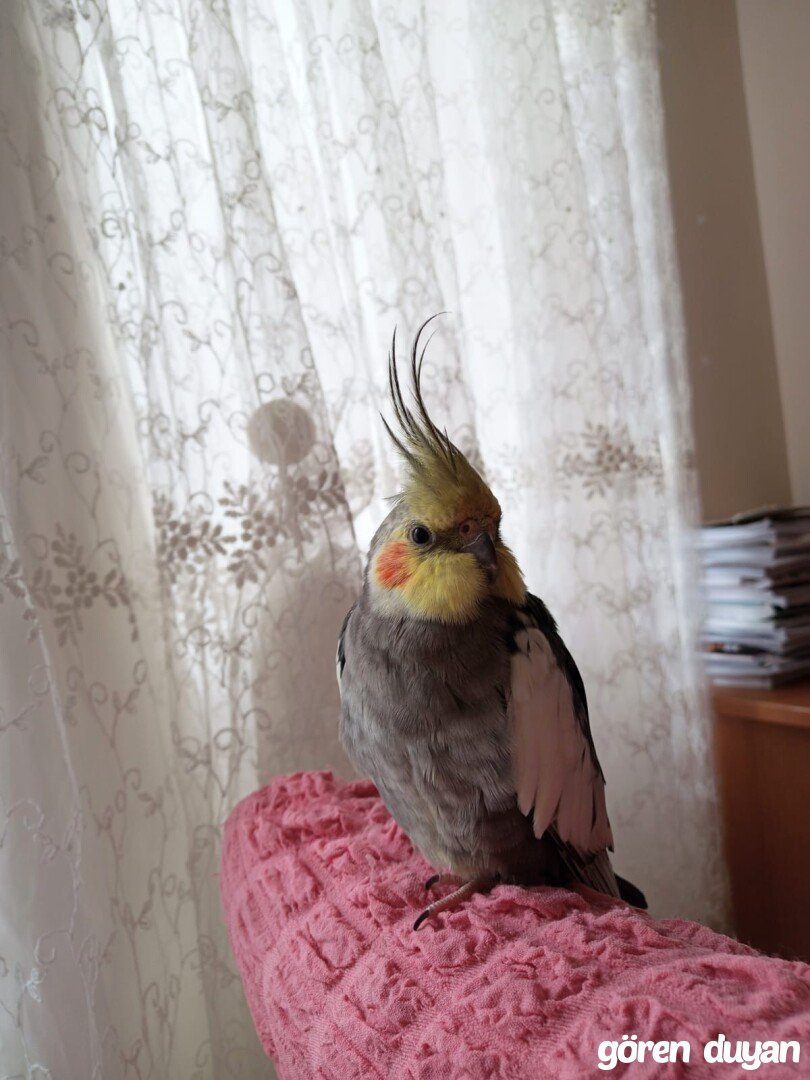 Kayıp sultan papağanı